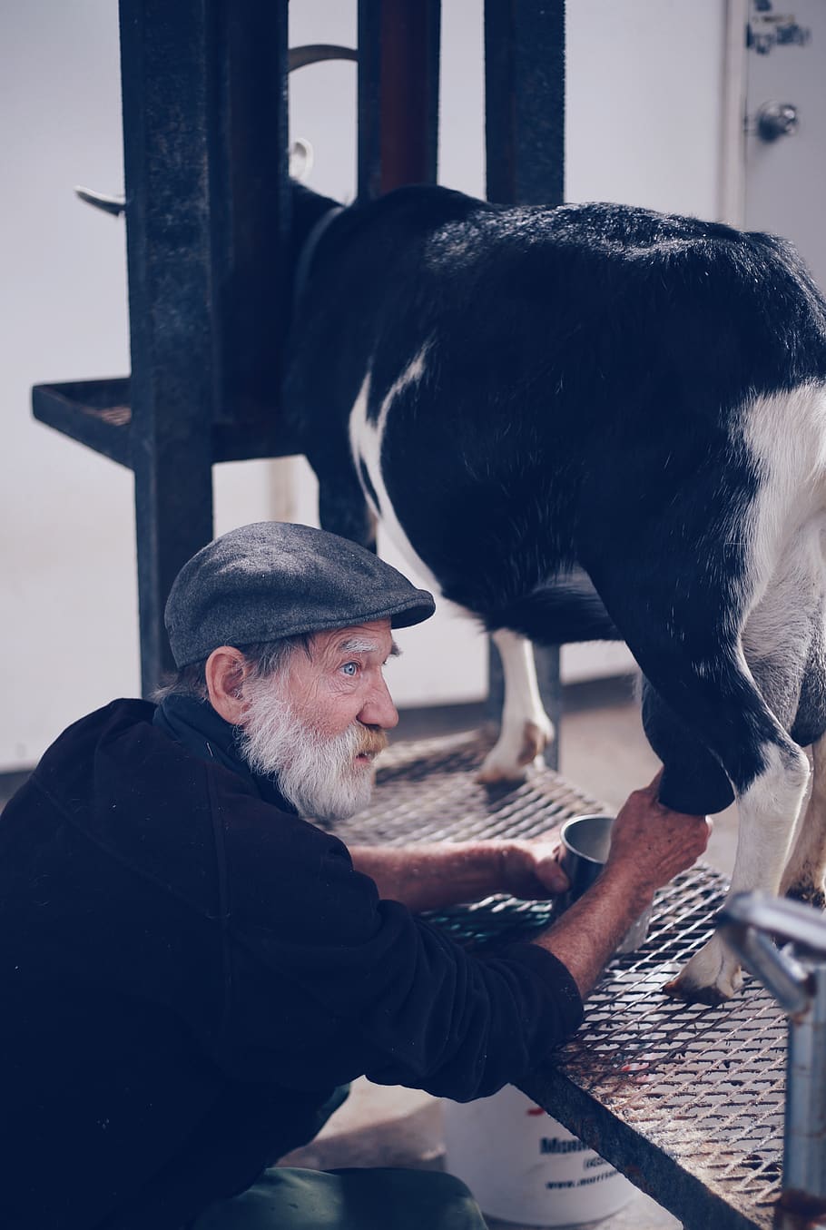 man holding goat, males, senior adult, mammal, men, one animal HD wallpaper