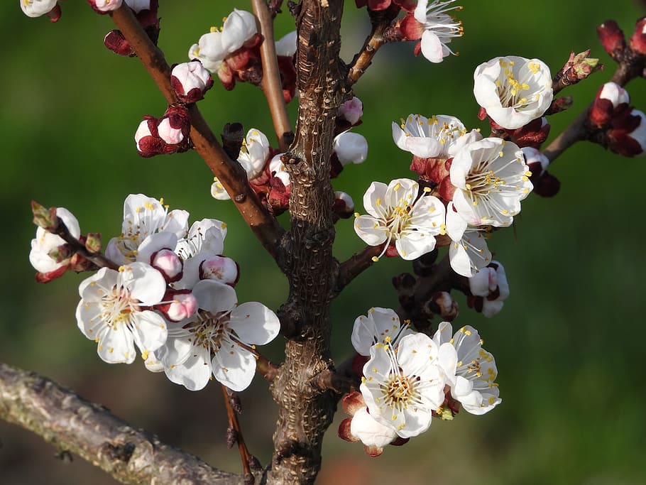 tree, sprig, flowering, inflorescence, spring, garden, flowers HD wallpaper