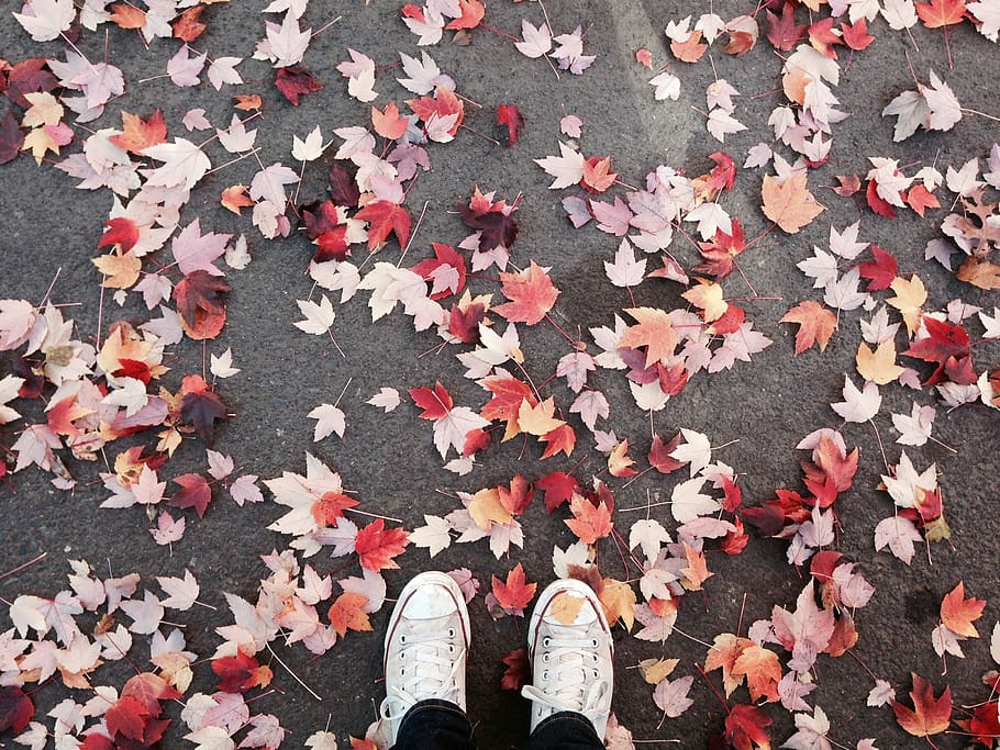 Person Standing on Top of Red and White Leaves, converse, fall leaves HD wallpaper