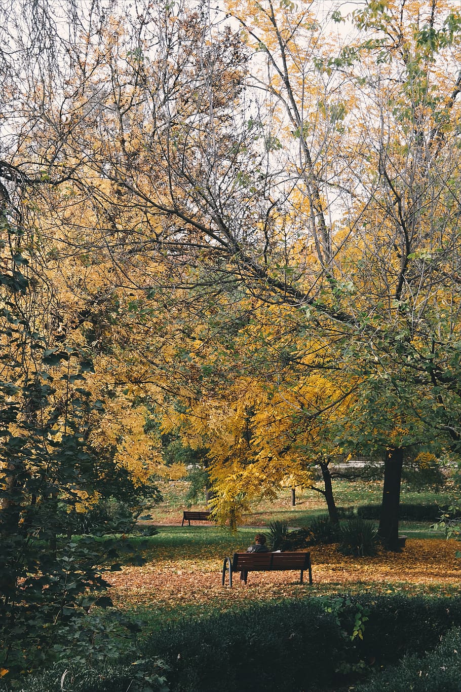 autumn, leaves, leaf, fall, trees, nature, bench, woman, people HD wallpaper