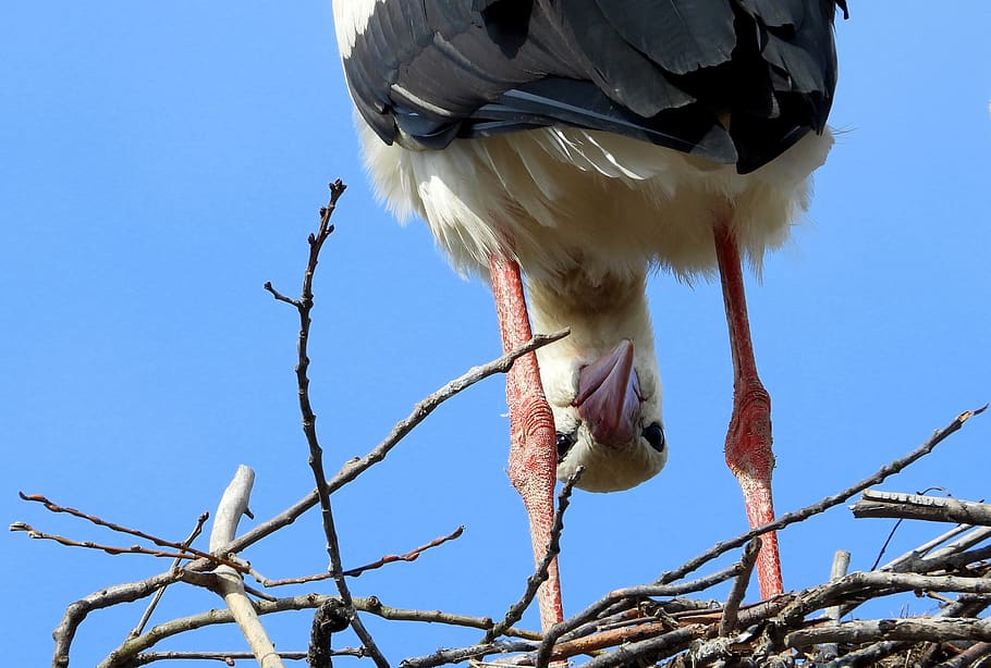 stork, bird, socket, spring, april fools, plumage, wing, beak HD wallpaper