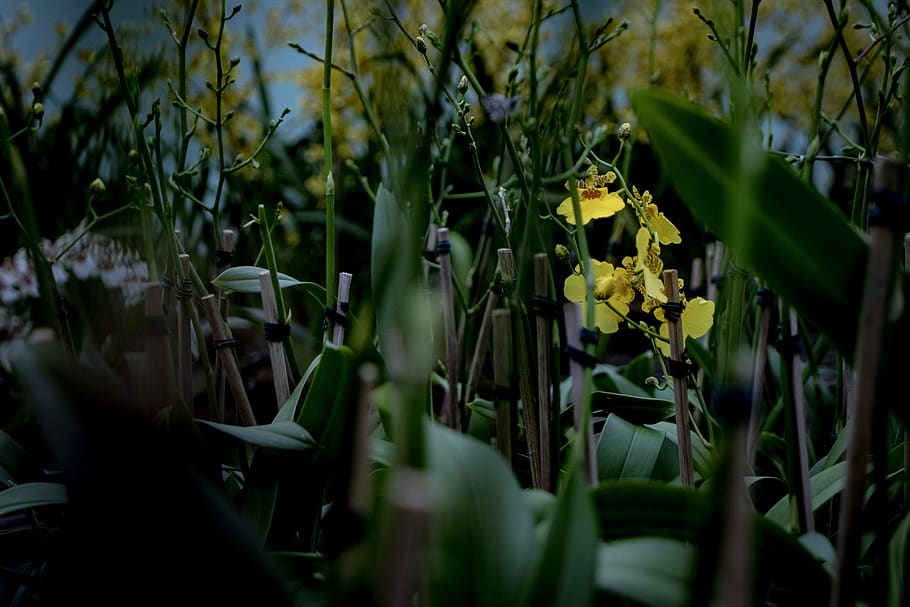 flower, plant, growth, flowering plant, beauty in nature, selective focus HD wallpaper