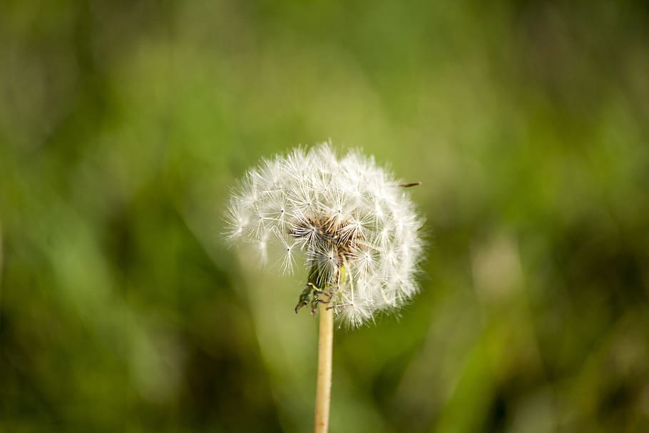 thistle, wind, plant, nature, seed, dandelion, fragility, freshness HD wallpaper