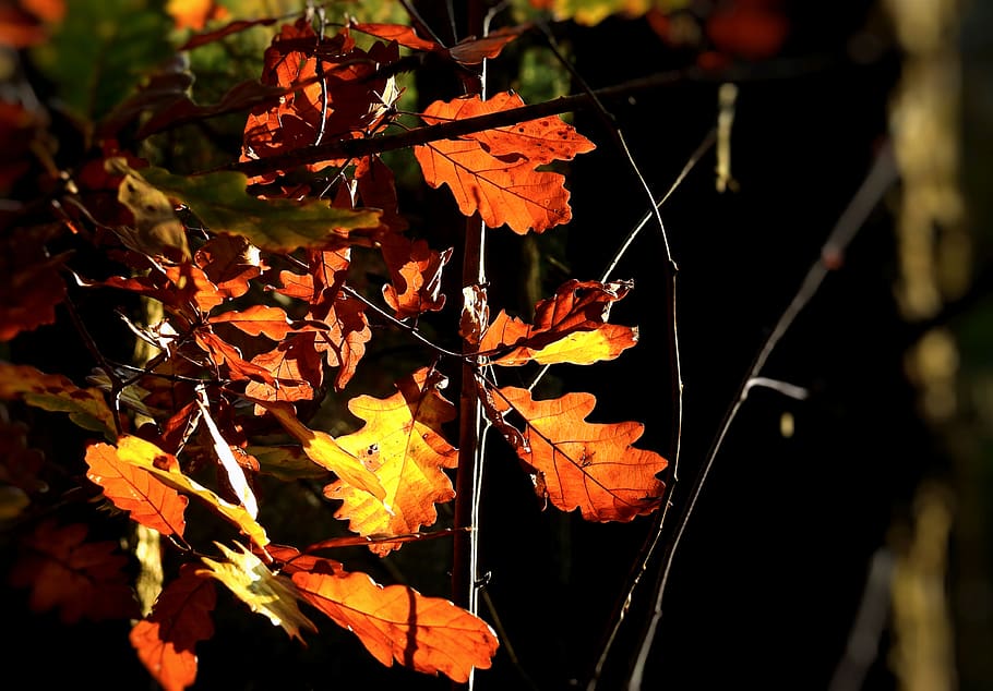 foliage, nature, forest, tree, leaf, autumn, plant part, change HD wallpaper