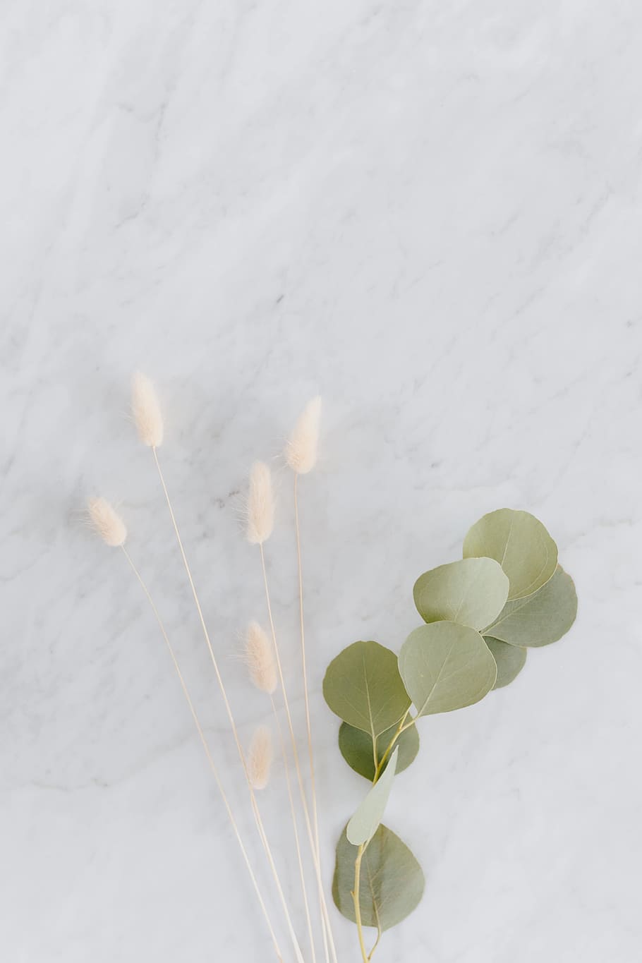 HD wallpaper: Dried flowers and eucalyptus on white marble, minimal, bright  | Wallpaper Flare