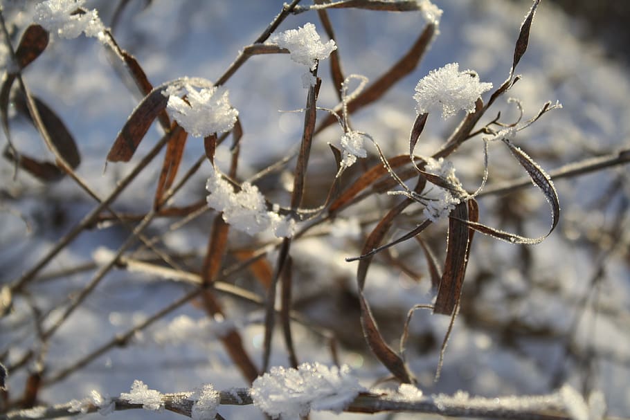 snow, ice, winter, nature, frozen, frost, cold temperature HD wallpaper