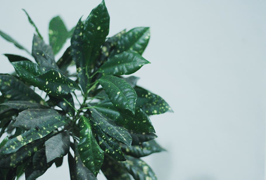 trees, minimal, green, white, plants, home, simple, leaf, plant part HD wallpaper