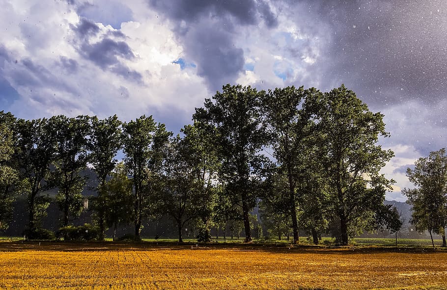 tree, clouds, sky, nature, rain, storm, plant, cloud - sky HD wallpaper