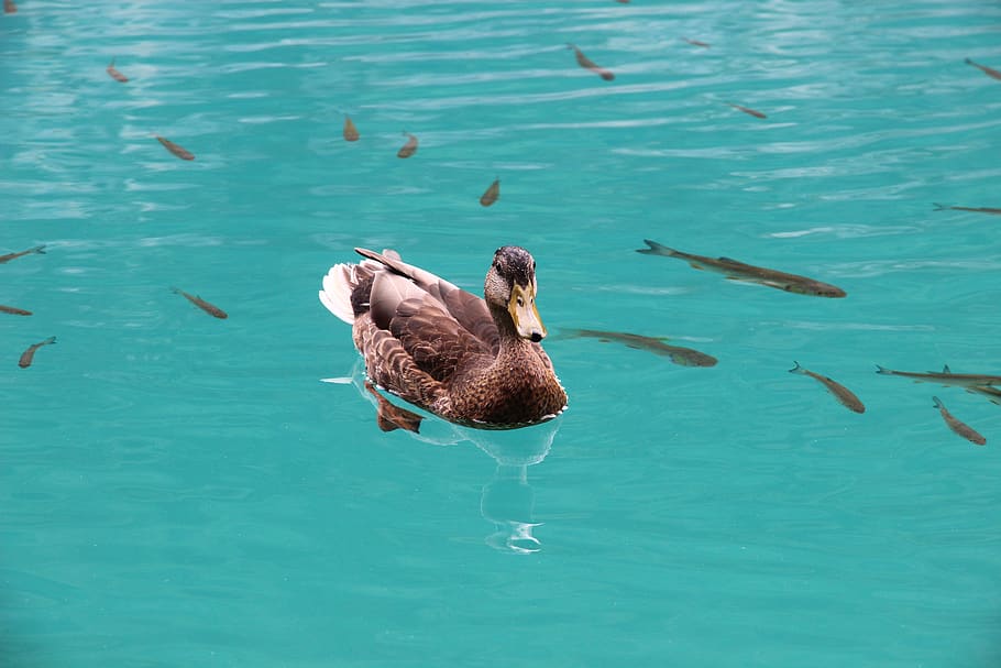 duck, animal themes, animal wildlife, animals in the wild, vertebrate HD wallpaper