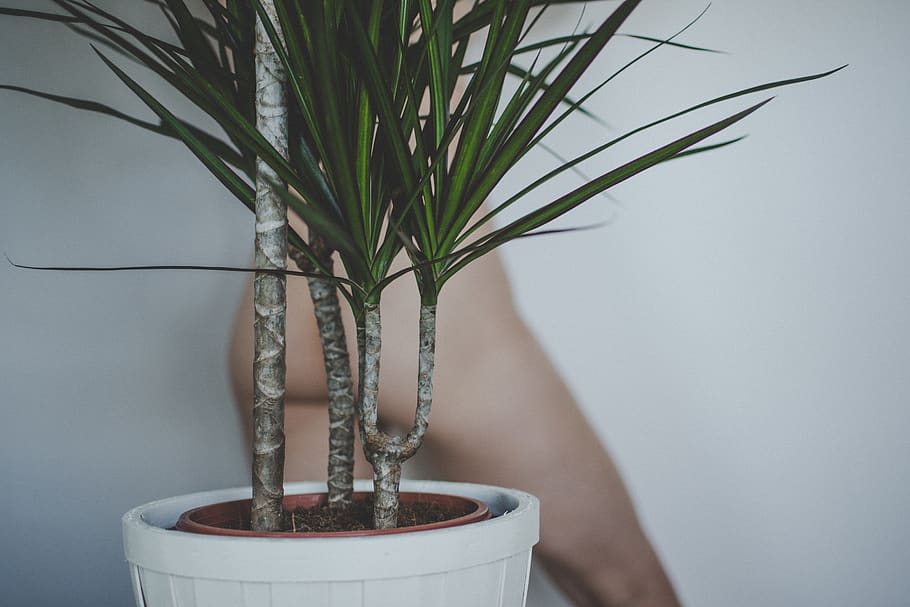 linear green leaf on white pot, no people, plant, indoors, wall - building feature HD wallpaper