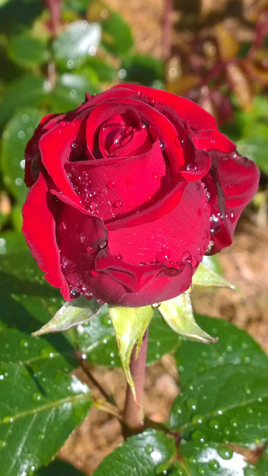 rose, red, red rose, in the rain, plant, beauty in nature, flower, HD wallpaper