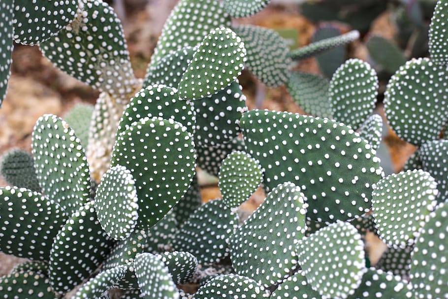 green candelabra cactus, spotted, green color, pattern, close-up HD wallpaper