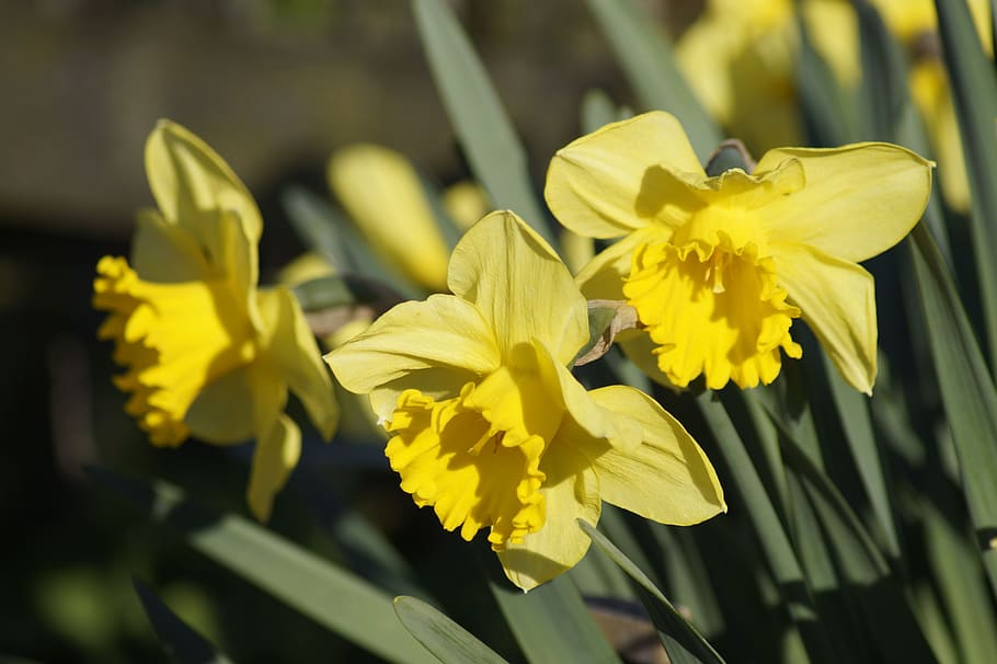 daffodils, spring, yellow, blossom, bloom, osterglocken, harbinger of spring HD wallpaper