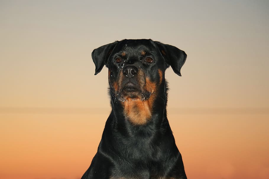 rottweiler, dog, sunset, pet, evening, posing, dog head, beautiful HD wallpaper