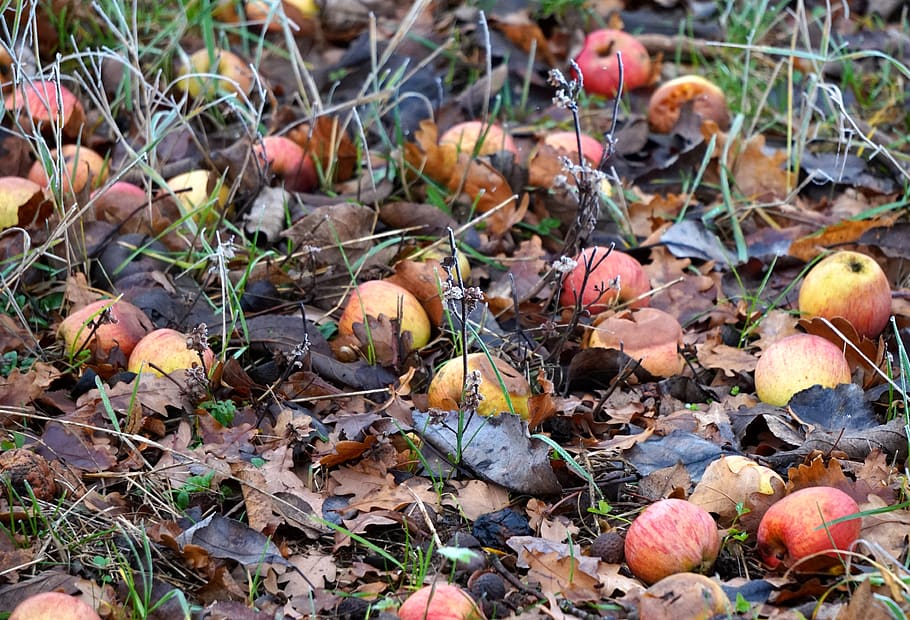 windfall, winter, apple, rotten, land, food, food and drink HD wallpaper