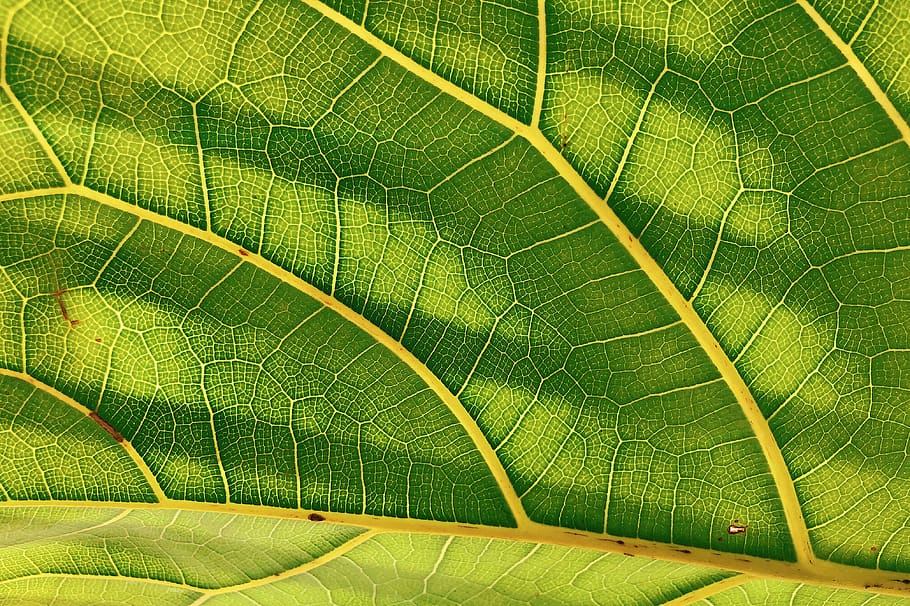 green lead, green color, leaf, plant part, full frame, backgrounds HD wallpaper