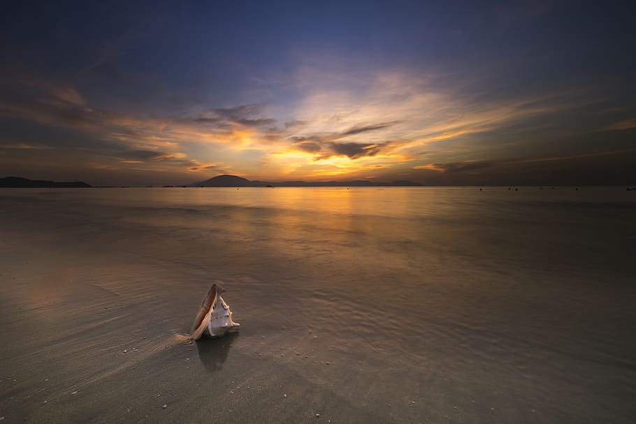 Seashell at Seashore, beach, dawn, dusk, evening, landscape, nature HD wallpaper