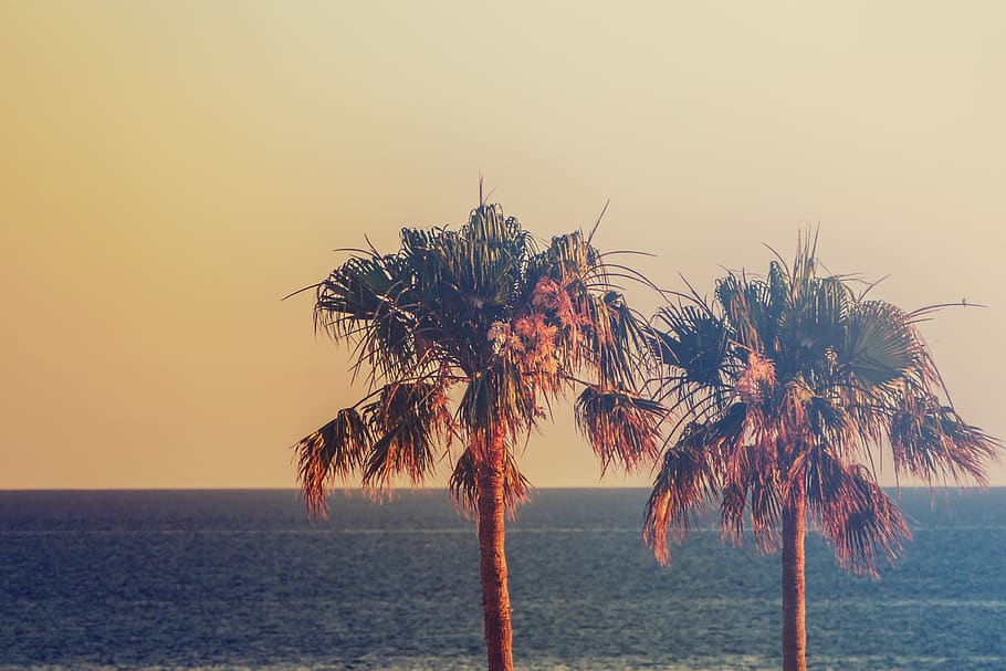 palm trees, sea, sunset, water, sky, horizon over water, tranquility HD wallpaper