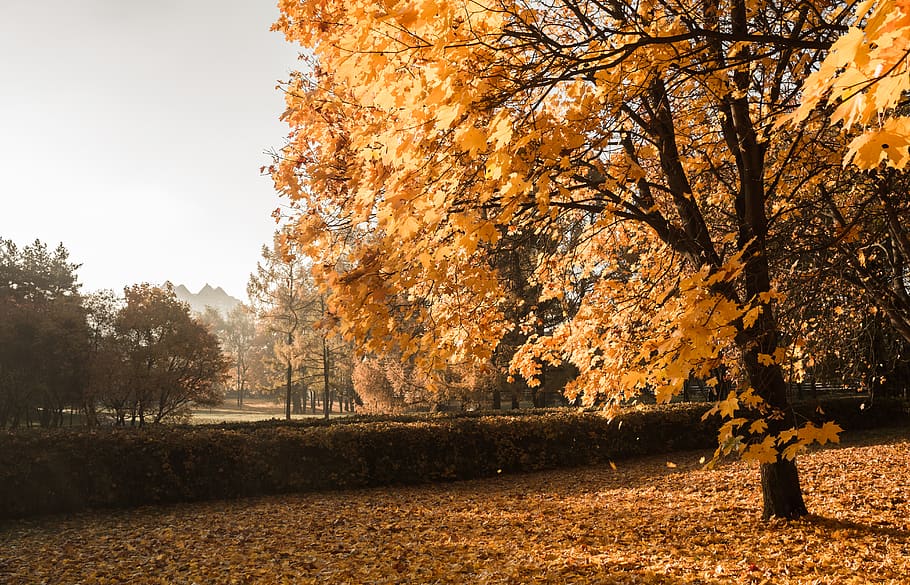 maple tree during daytime, moscow, autumn park, russia, nature HD wallpaper