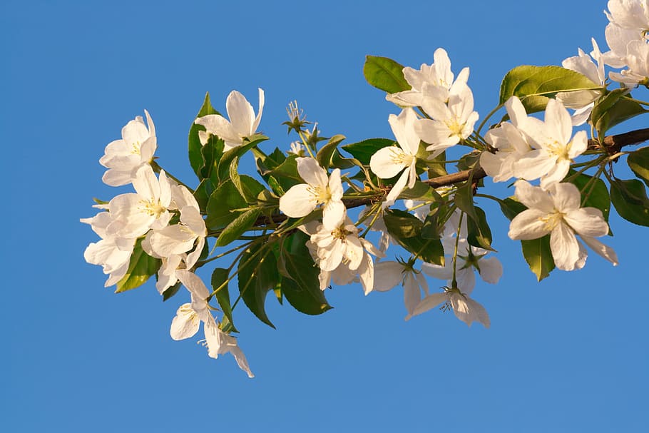 tree, spring, blossom, blooming, natural, day, flower, flowers HD wallpaper