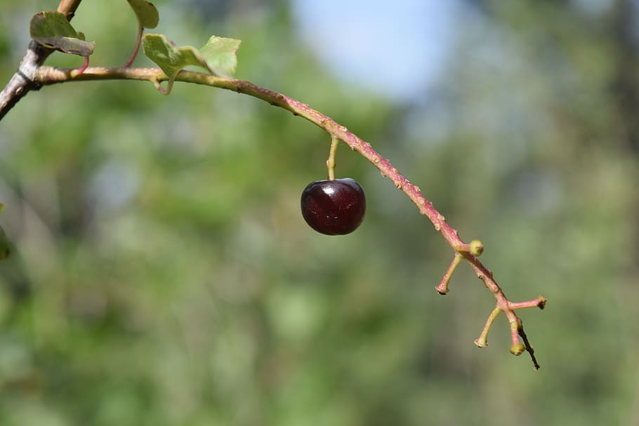 exappiah, tree, fruit, focus on foreground, healthy eating HD wallpaper