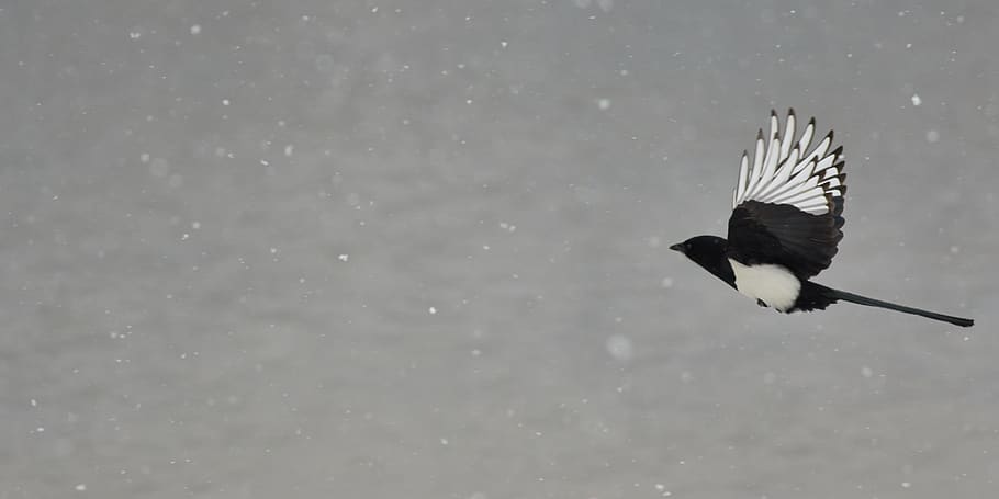 black and white bird, animal themes, animals in the wild, animal wildlife HD wallpaper