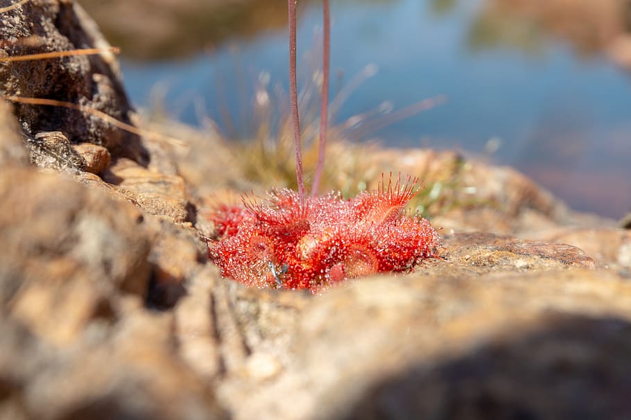 red, day, nature, selective focus, close-up, no people, outdoors HD wallpaper