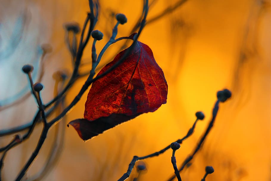 leaf, trees, branches, red, gold, fall, winter, plant part HD wallpaper