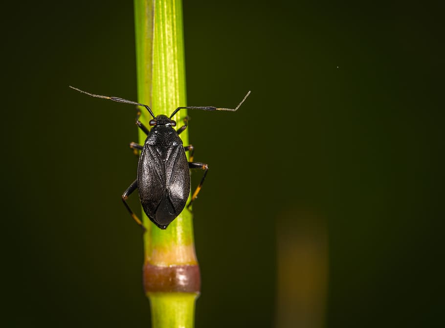 macro, insect, bug, animal wildlife, animals in the wild, animal themes HD wallpaper