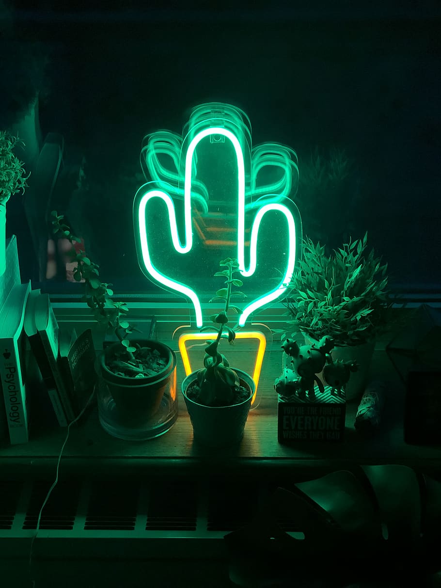 LED cactus neon light on table, new york, 122 nassau st, united states, HD wallpaper