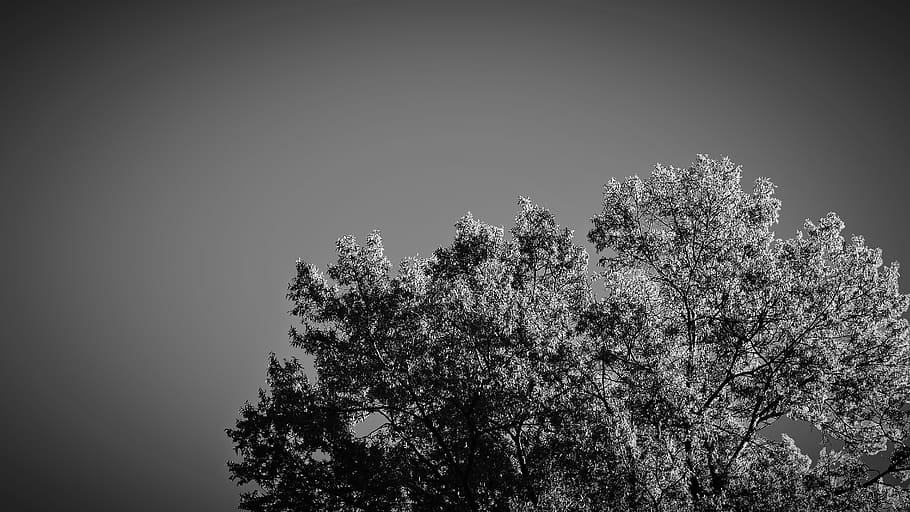 tree, plant, nature, abies, fir, outdoors, 1416 12th st n, arlington HD wallpaper