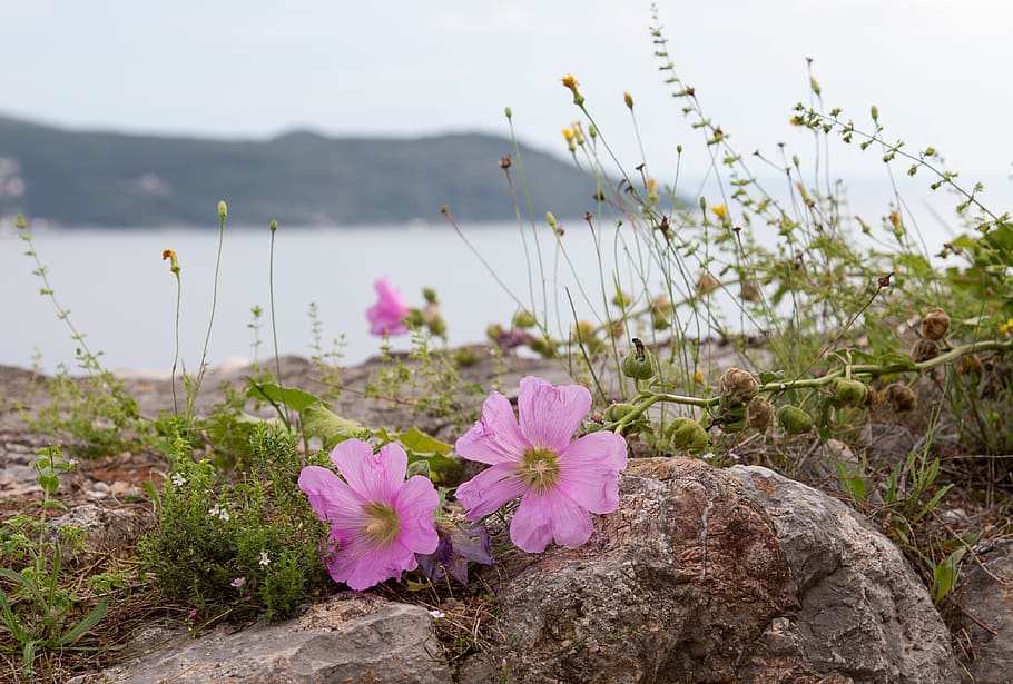 montenegro, rocks, flowers, flowering plant, beauty in nature HD wallpaper