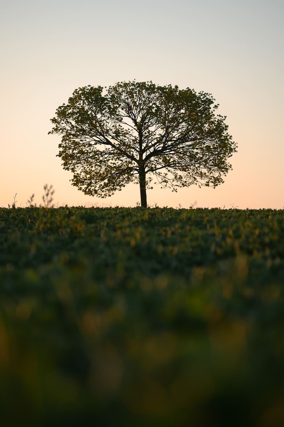 tree, sunrise, arable, field, old tree, plant, sky, sunset HD wallpaper