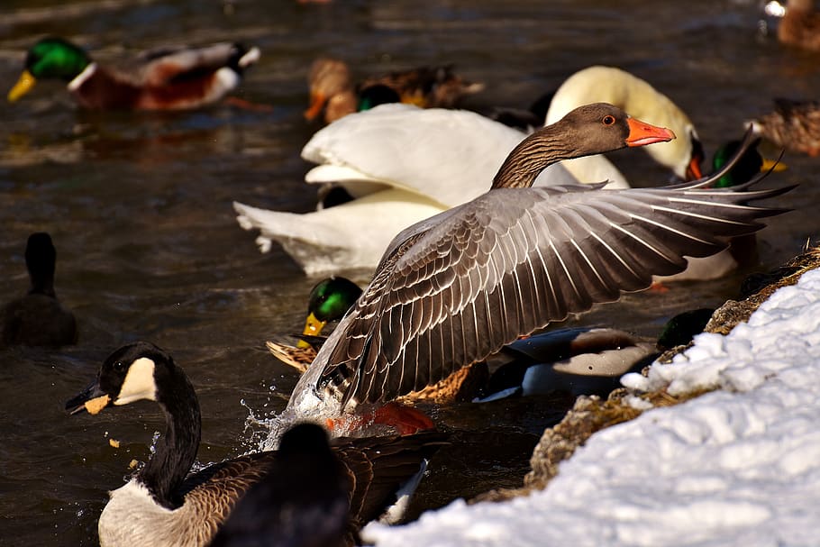 goose, flying, flight, ducks, swans, birds, water bird, animal world HD wallpaper