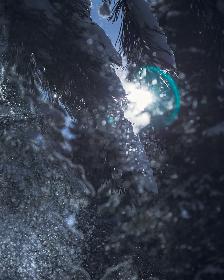 icy covered pine tree, nature, selective focus, no people, day HD wallpaper