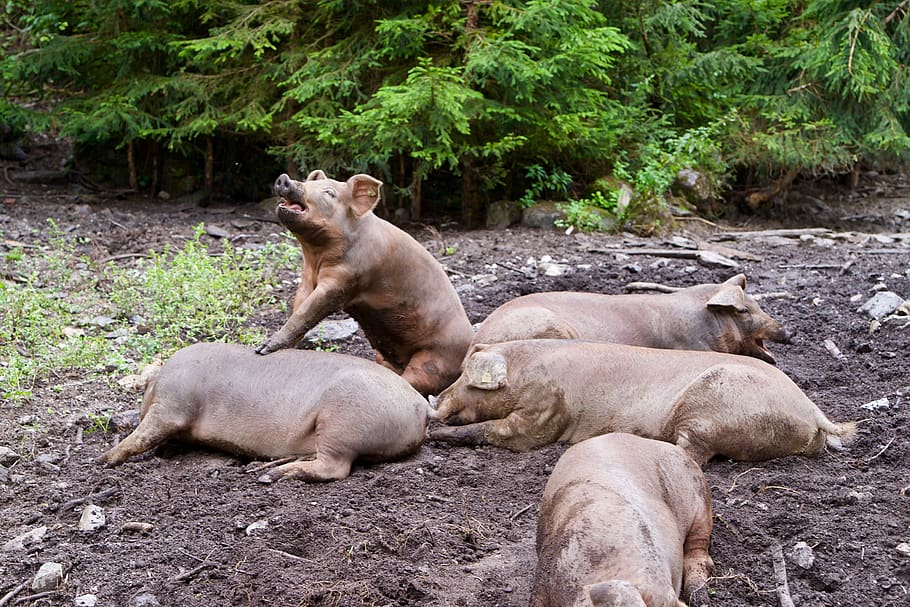 five brown pigs lying on sand, group of animals, mammal, animal themes HD wallpaper