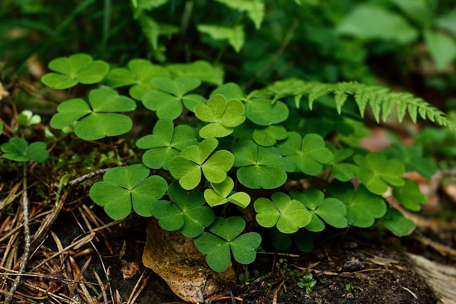 Green Plant Close Up Photography, clover, environment, flora HD wallpaper