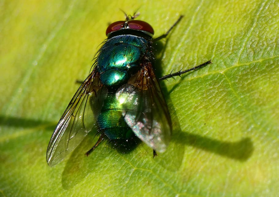 fly, green, bottle, insect, nature, common, lucilia sericata HD wallpaper