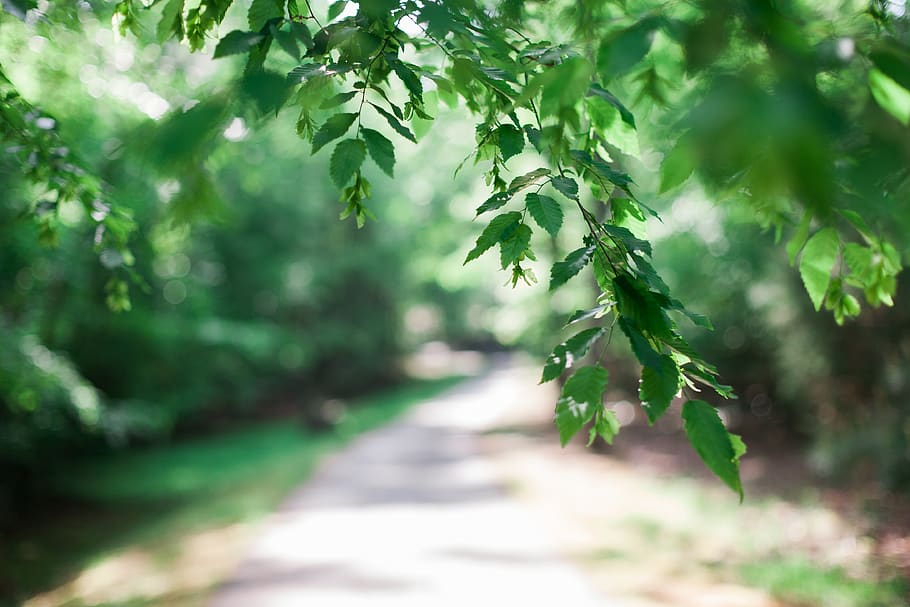 tree, pathway, nature trail, leafe, green, plant, green color HD wallpaper