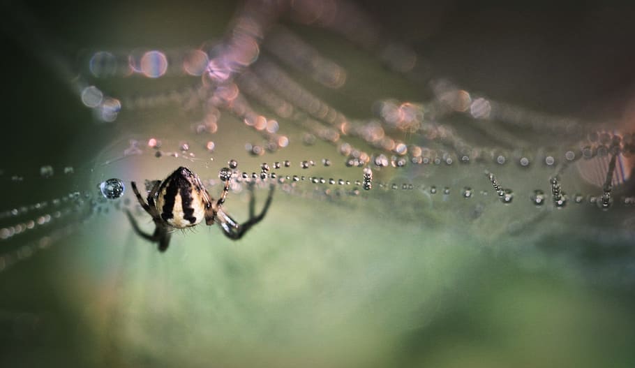spider, insect, dangerous, wet, web, close-up, fragility, animal themes HD wallpaper