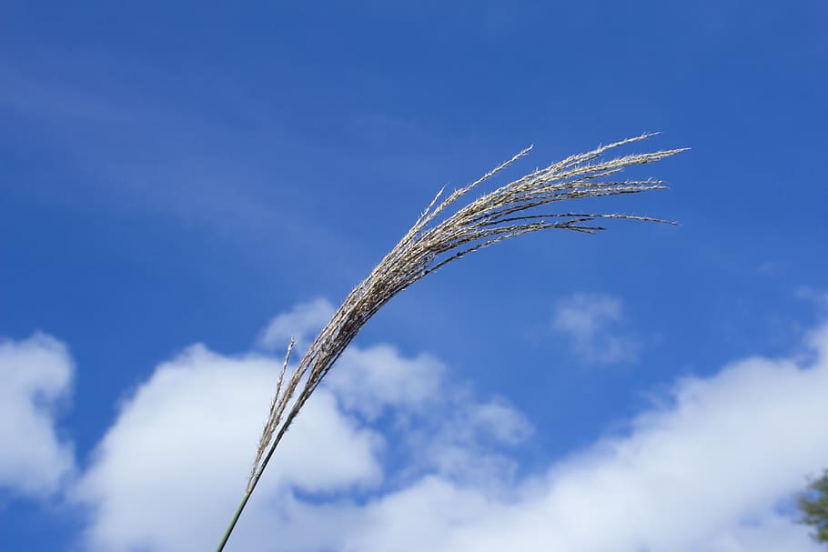 sunshine, sky, cloud, cloud - sky, plant, nature, low angle view HD wallpaper
