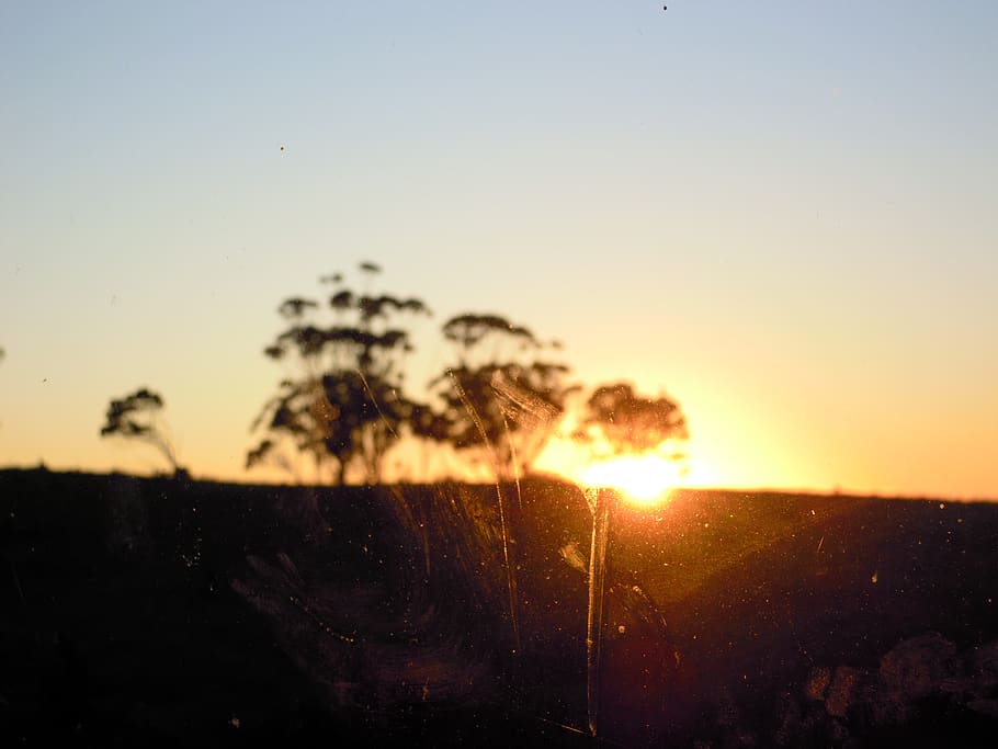 sun, sunrise, trees, sky, window, sunset, beauty in nature HD wallpaper