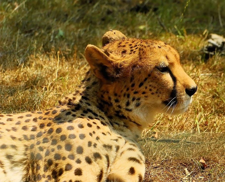 gepardin, big cat, portrait, predator, carnivores, dangerous HD wallpaper