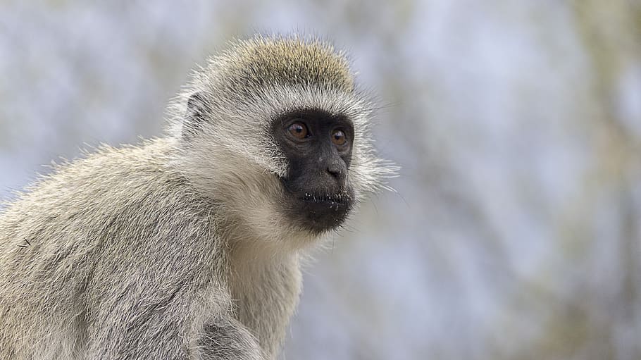 vervet monkey, closeup, wildlife, nature, animal wildlife, one animal, HD wallpaper