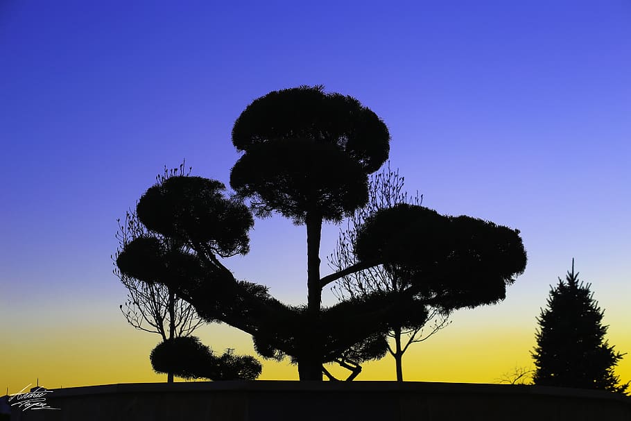 romania, iași, sky, silhouette, plant, sunset, tree, nature HD wallpaper