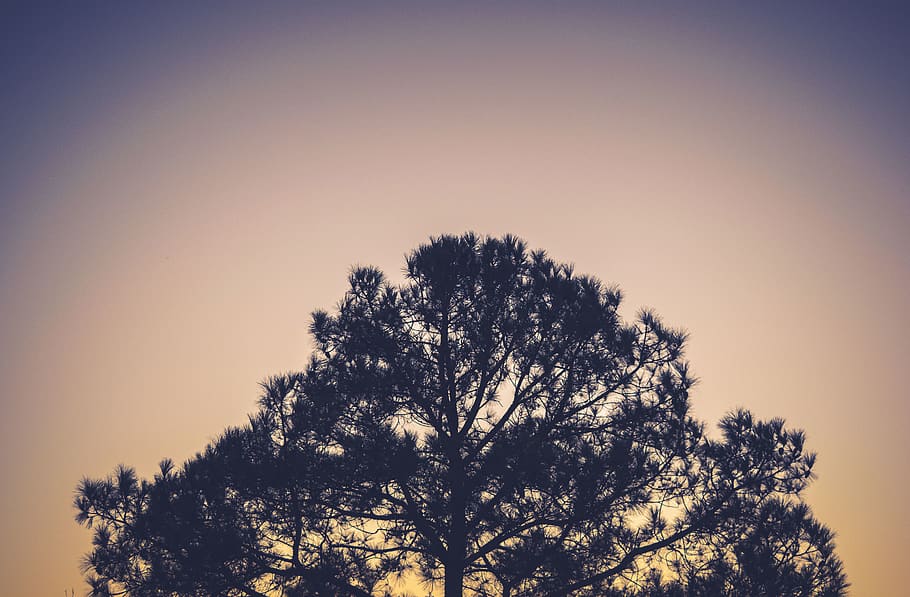 tree, silhouette, branches, nature, plant, sky, growth, beauty in nature HD wallpaper