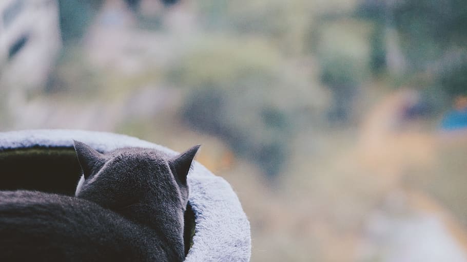 black cat, animal, mammal, wildlife, pet, clothing, apparel, sleeve HD wallpaper