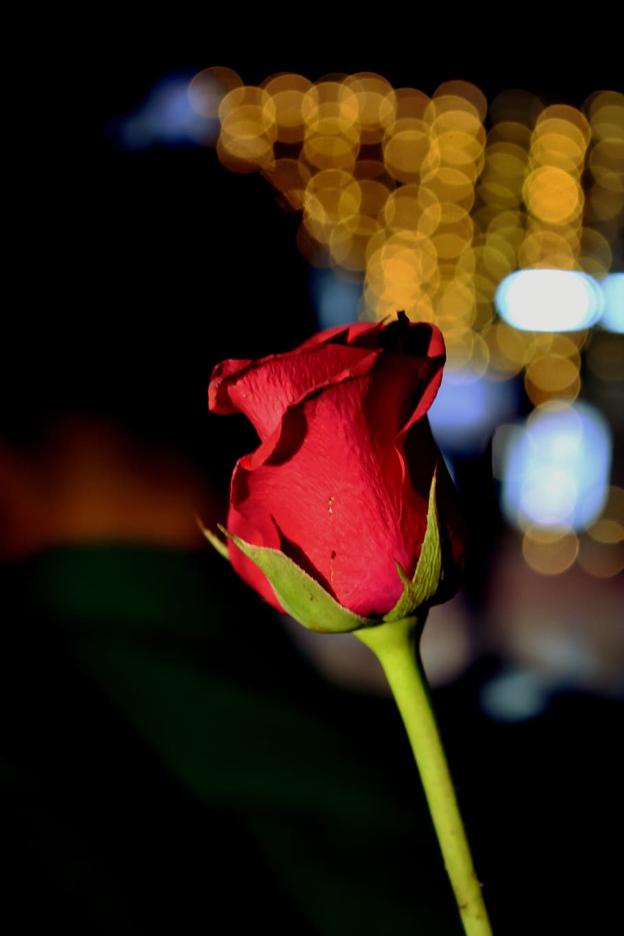 roses, bokeh, nice, candles, light, night, party, flower, flowering plant HD wallpaper