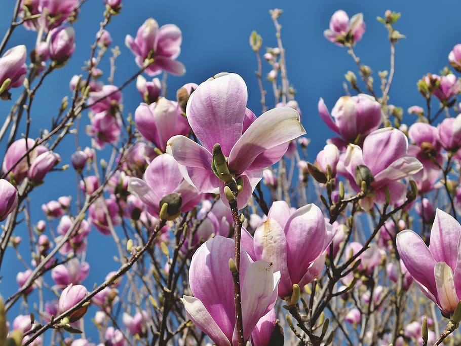 Magnoliengewaechs 1080P, 2K, 4K, 5K HD wallpapers free download ...