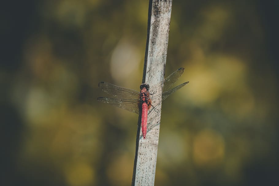 Red Dragonfly on Grey Branch, blur, blurred background, colors HD wallpaper